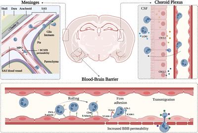 The role of neutrophils in the dysfunction of central nervous system barriers